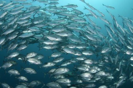 Banco de peces en el mar