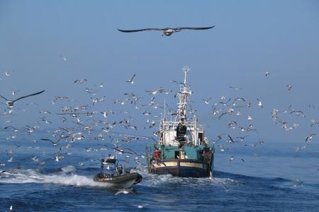 Barco pesca