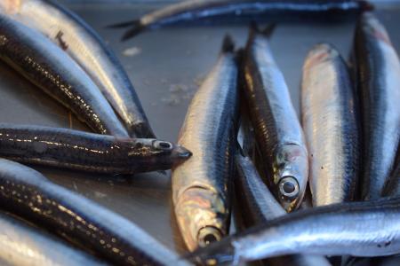 anchovies-gaa01a6e13_1920.jpg