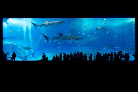 aquarium-725798_1920.jpg