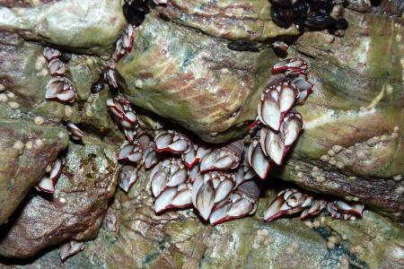 barnacles-2240321_1920.jpg