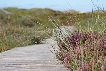 boardwalk-537113_1920.jpg