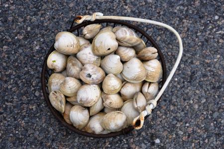 clams-2209621_1920.jpg