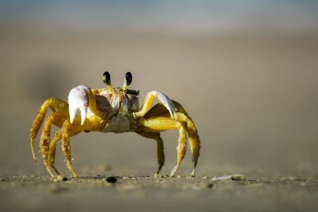 crab-ga75fcef3f_1920.jpg