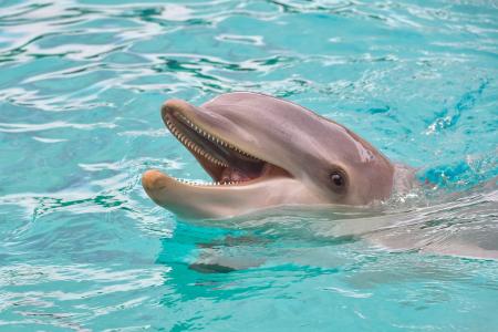 dolphin-gb7048d2a7_1920.jpg