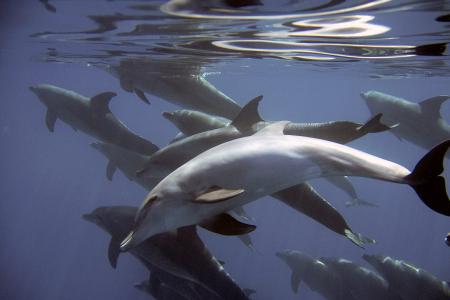 dolphins-g13fe6712c_1920.jpg