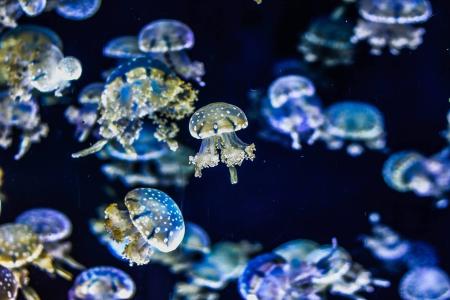 jellyfish-g6b84bf930_1920.jpg