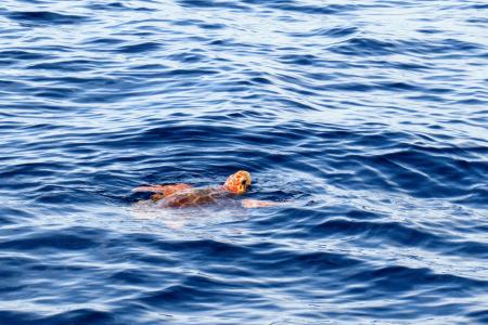 loggerhead-turtle-g2632c927d_1920.jpg