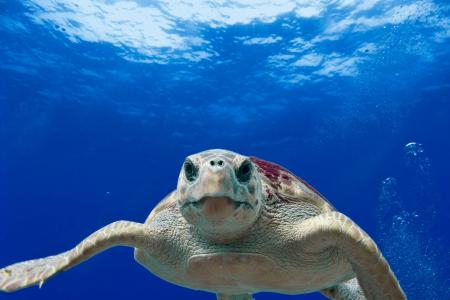 loggerhead-turtle-g7cb2be808_1920.jpg