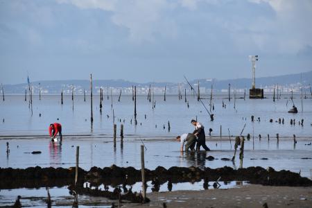 mariscadora_rias_baixas.jpg