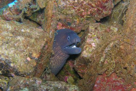 moray-eel-gf9dc5ee8e_1920.jpg