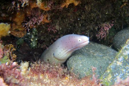 moray-g7702a070e_1920.jpg