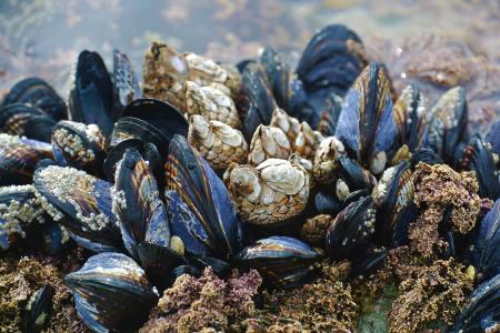 mussel-3593218_1920.jpg