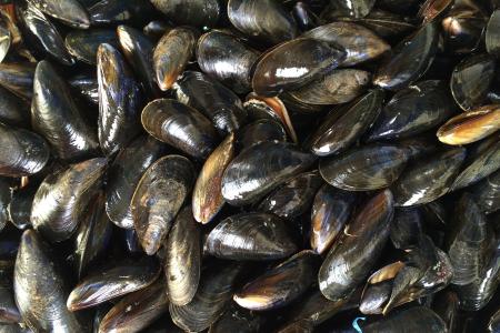 mussels-1665863_1920.jpg