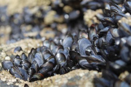 mussels-g0972c83a2_1920.jpg