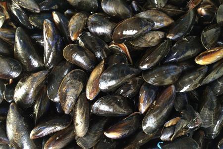 mussels-ga1ba83f5e_1920.jpg