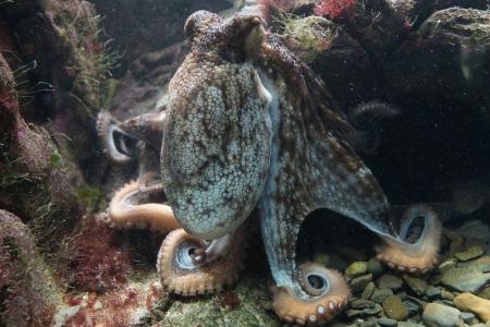 octopus-gf0808c6c5_1920.jpg