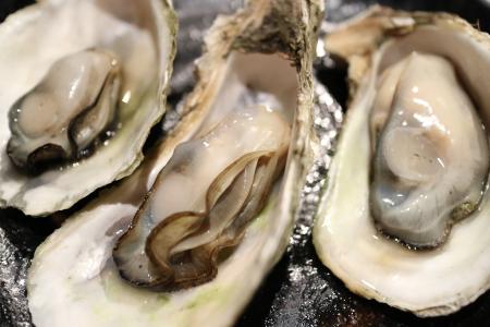 oyster-g77ba67aa8_1920.jpg