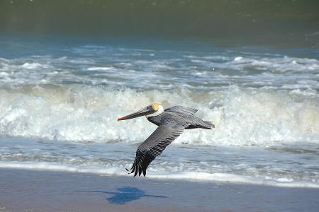 pelican-1553297_1920.jpg