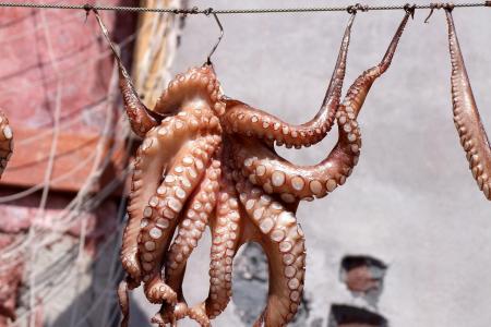 pulpo_huerta_marina_fruto_del_mar.jpg