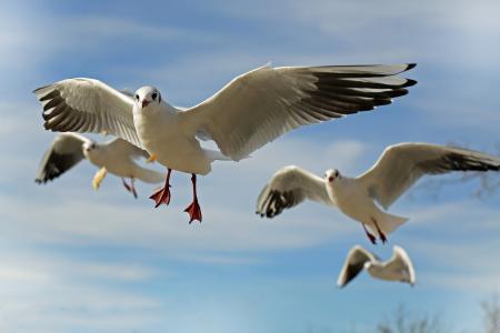 seagulls-659344_1920.jpg