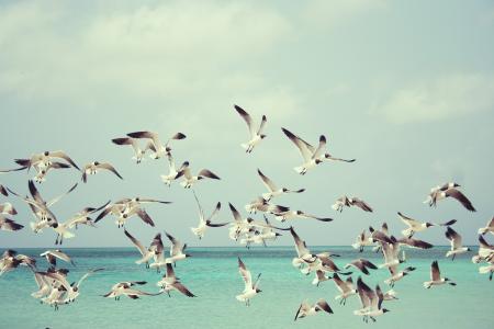 seagulls-815304_1920.jpg