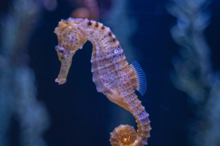 seahorse.png