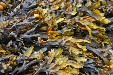 seaweed-270426_1920.jpg