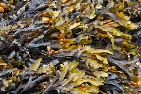 seaweed-gfad0597b3_1920.jpg