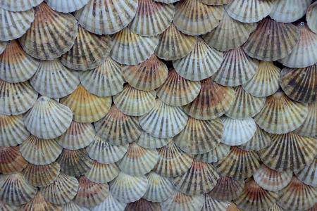 shells-1009334_1920.jpg