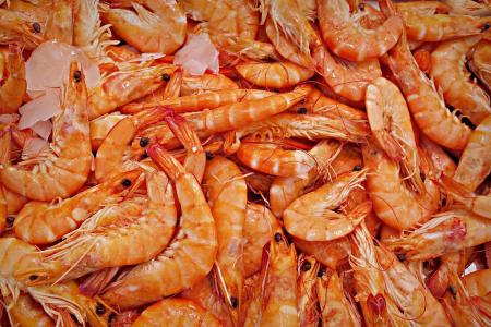 shrimp-g8ee1f37c8_1920.jpg