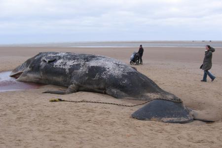 sperm-whale-904349_1920.jpg