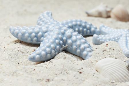 starfish-2423999_1920.jpg