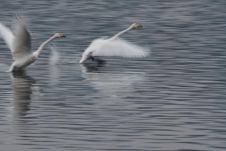 swan-1908289_1920.jpg