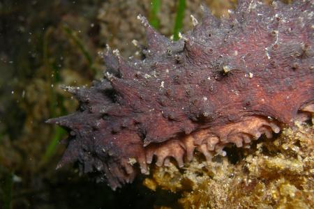 Holothuria mammata 4 (Filipe Henriques, WANGUMAR).JPG