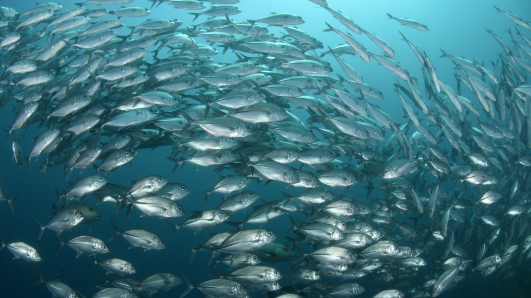 Banco de peces en el mar