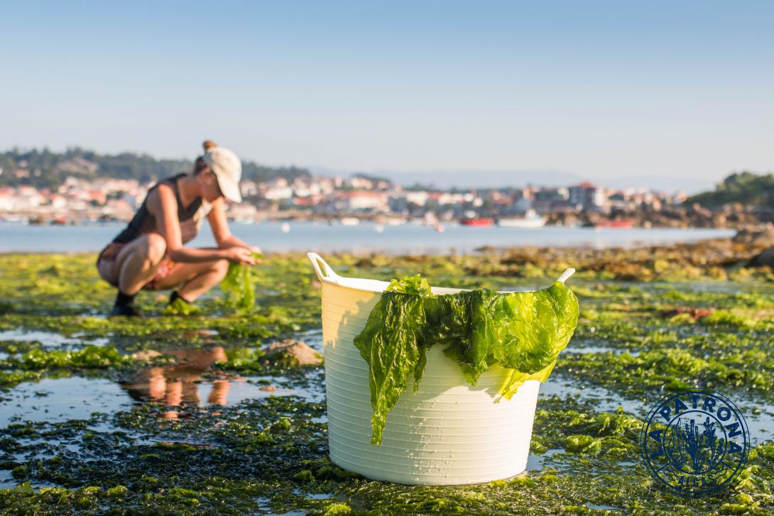 algaslapatrona lechuga de mar.jpg