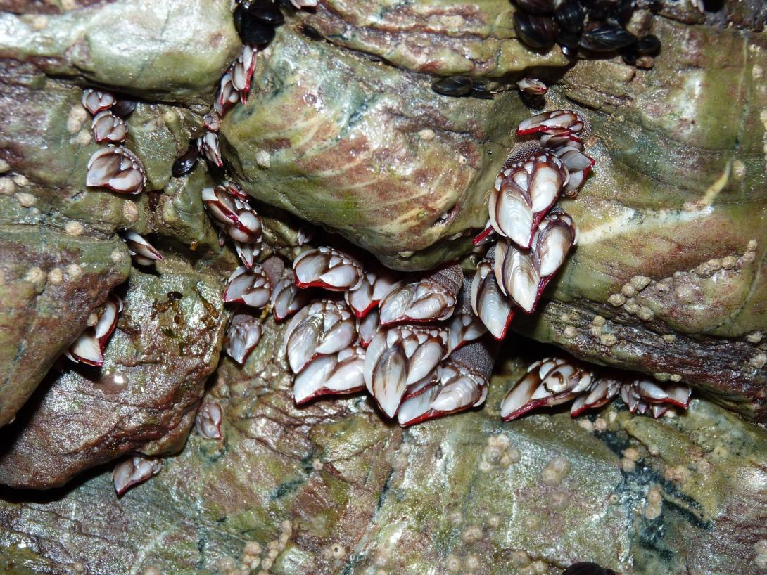 barnacles-2240321_1920.jpg