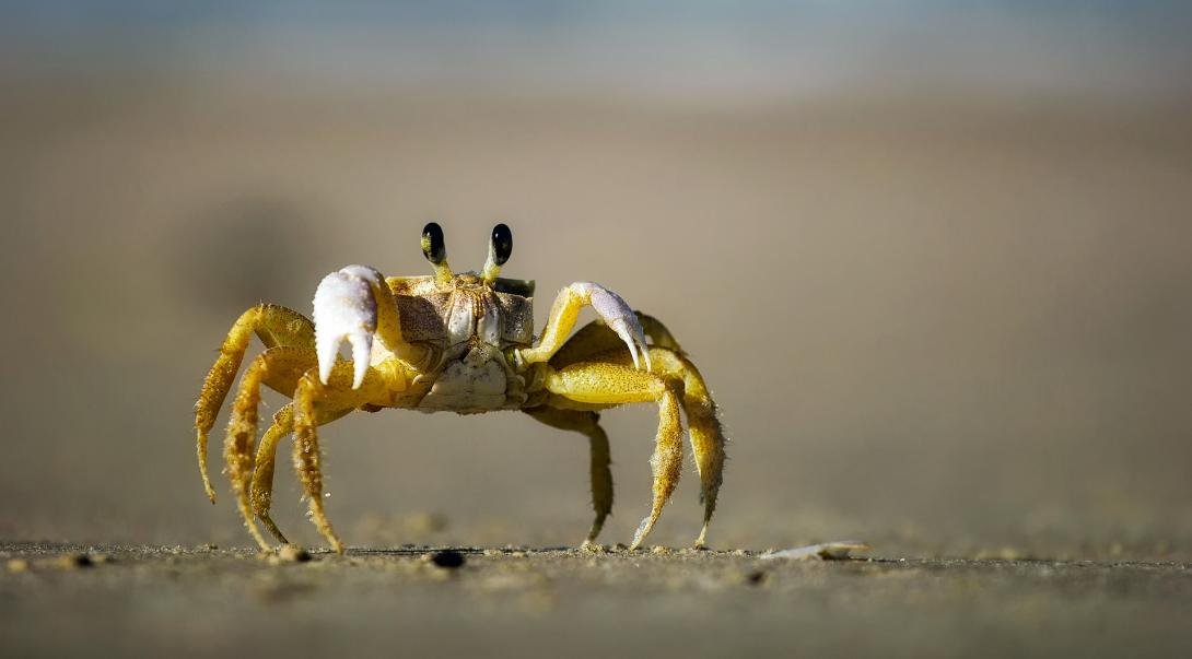 crab-ga75fcef3f_1920.jpg