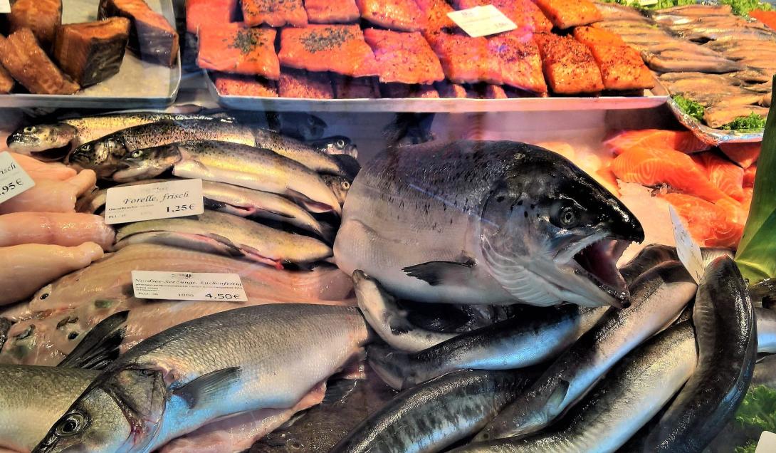 fish-4456401_1920.jpg