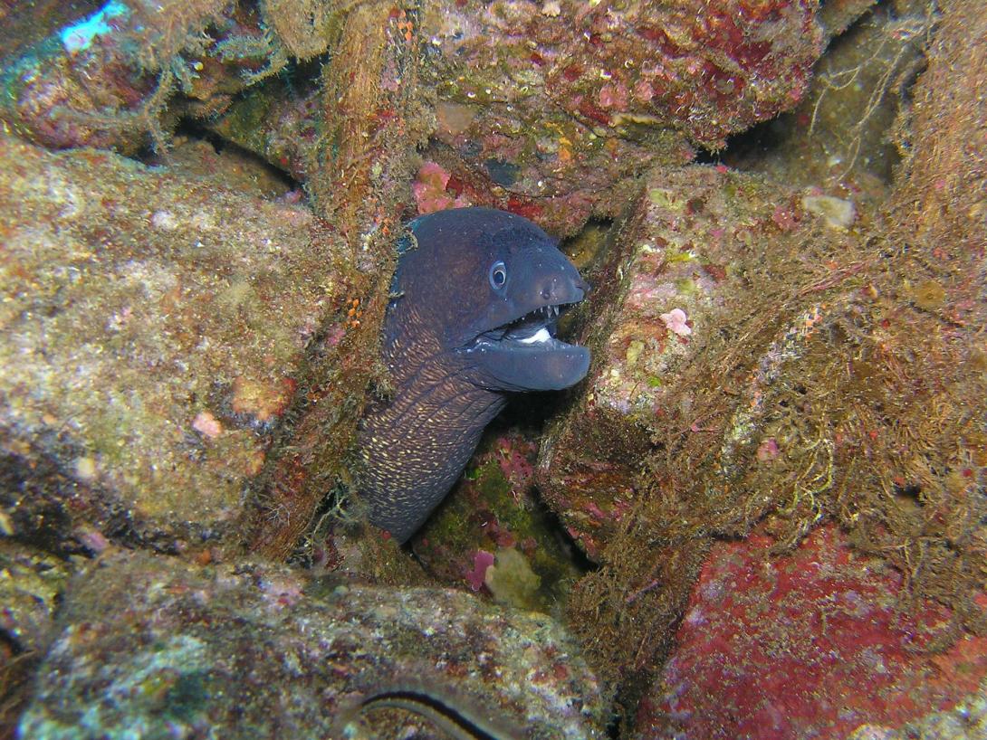 moray-eel-gf9dc5ee8e_1920.jpg