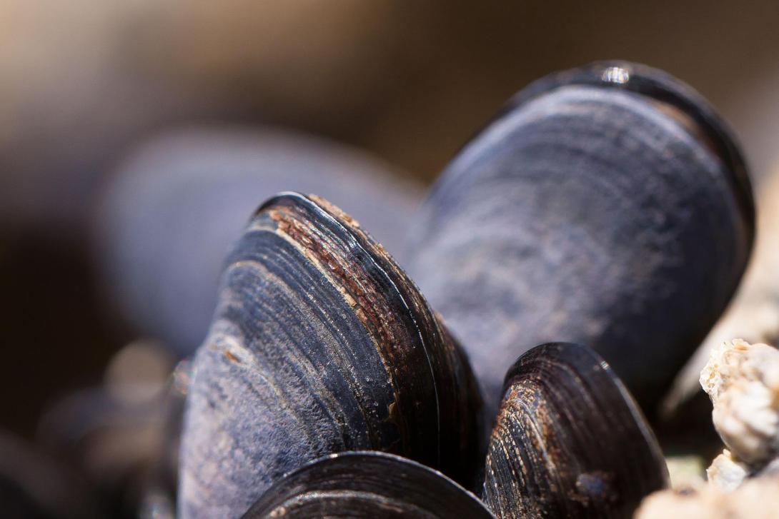 mussels-g6ef2aba5b_1920.jpg