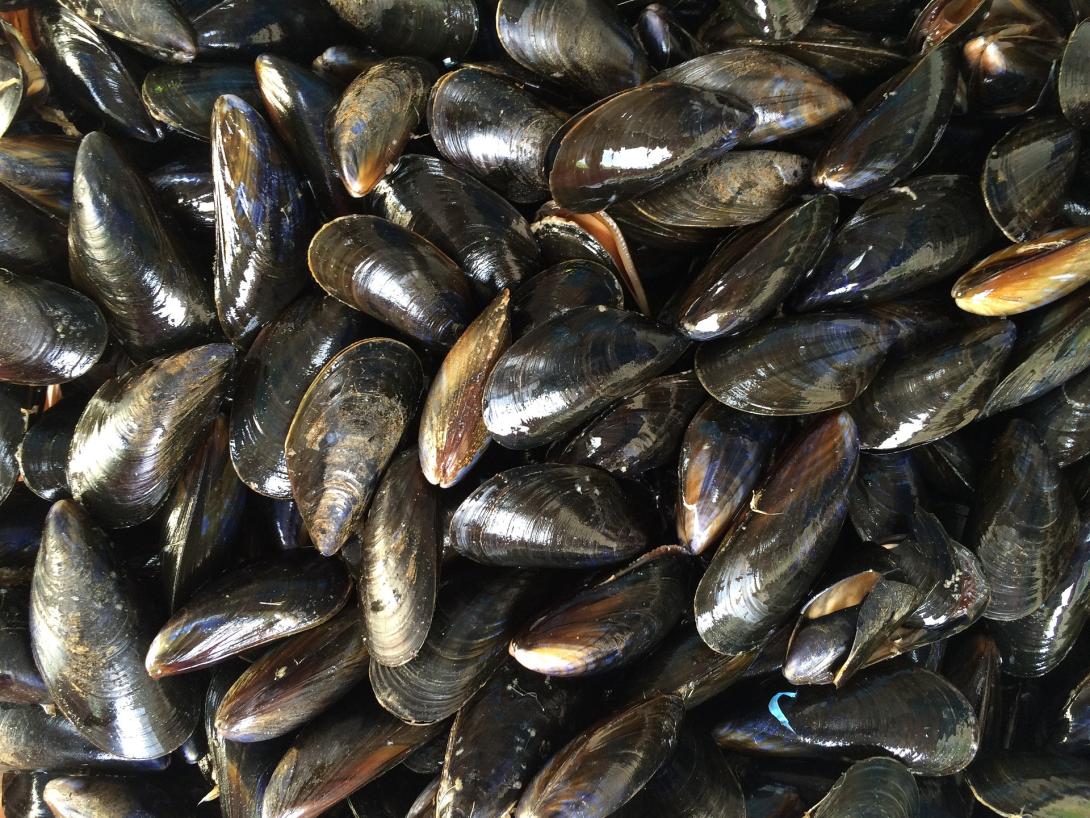 mussels-ga1ba83f5e_1920.jpg