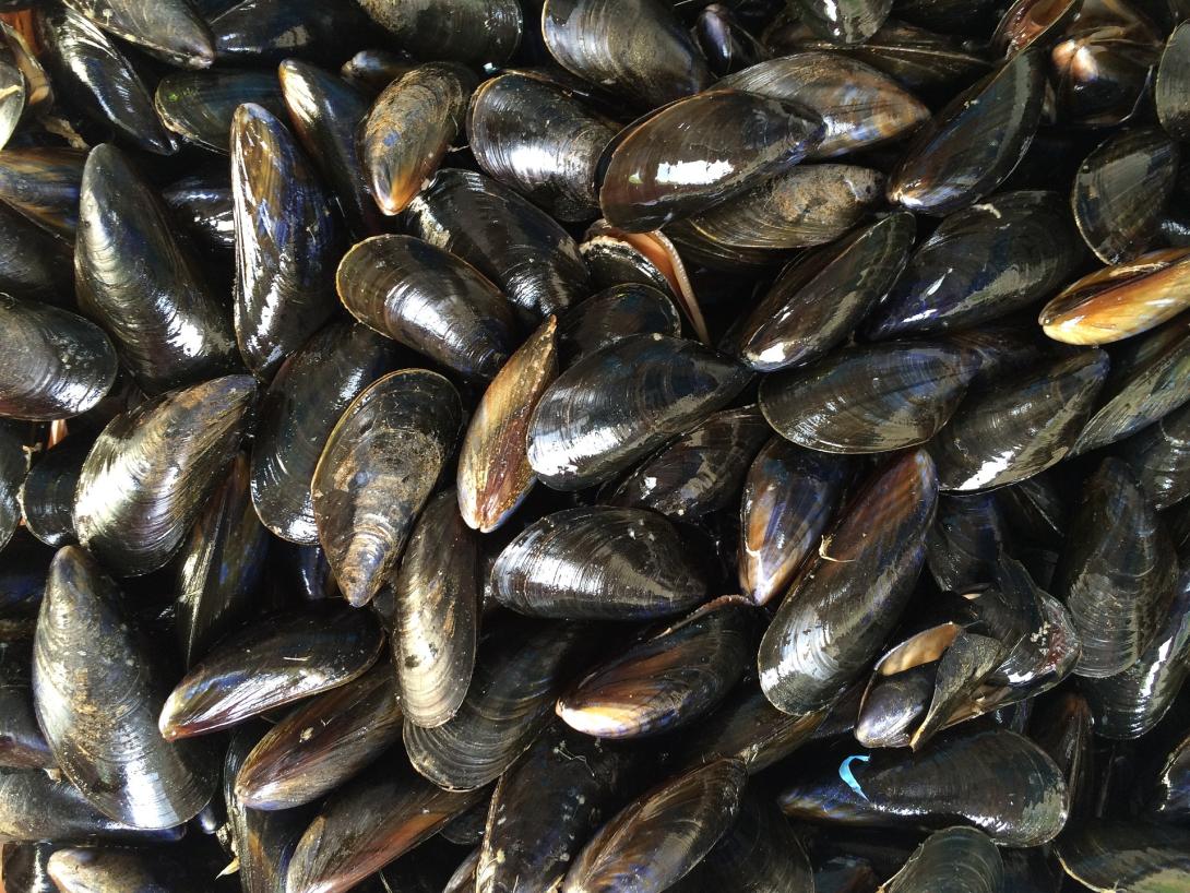 mussels-gd6eaede03_1920.jpg