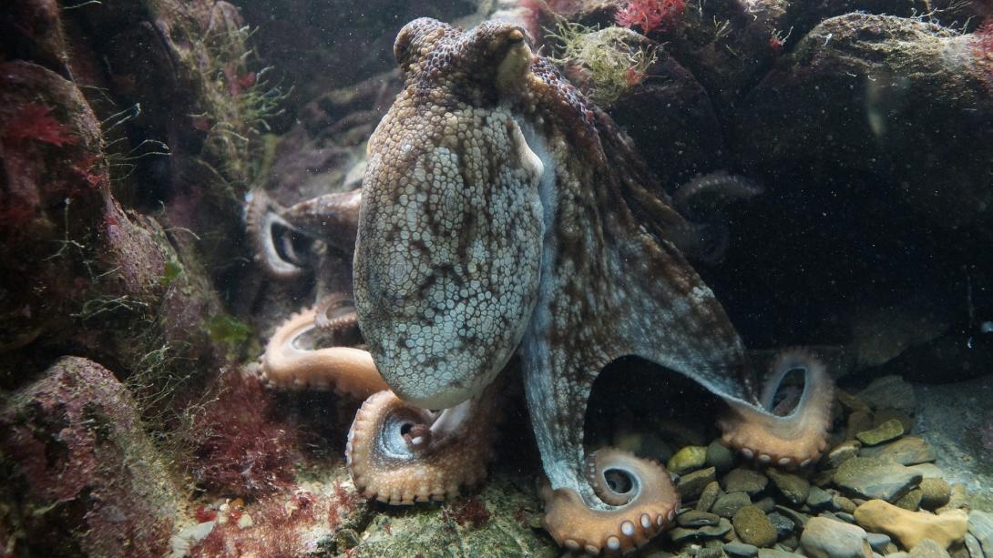 octopus-gf0808c6c5_1920.jpg