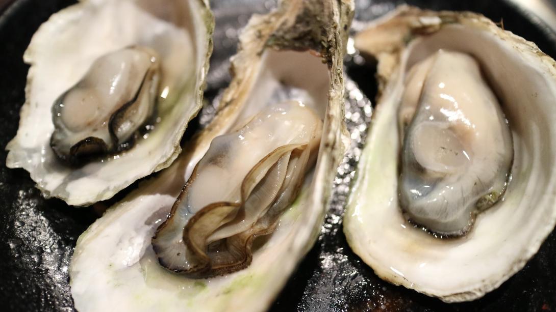 oyster-g77ba67aa8_1920.jpg