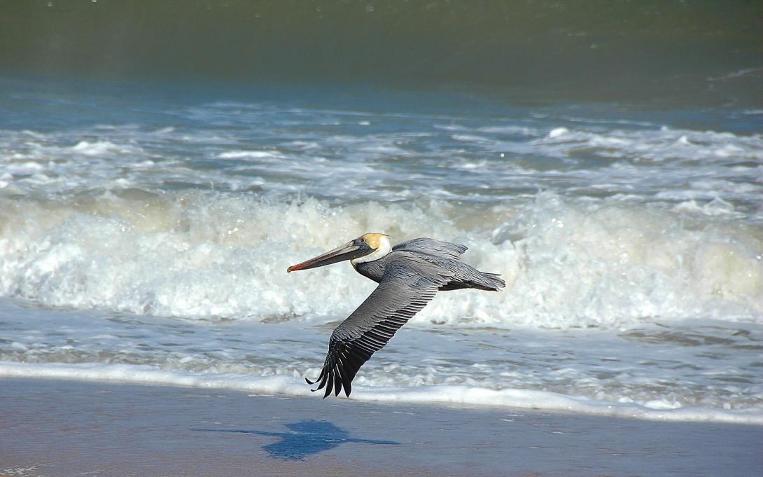 pelican-1553297_1920.jpg