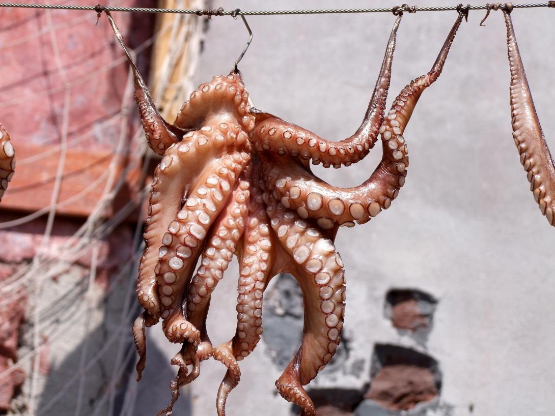 pulpo_huerta_marina_fruto_del_mar.jpg