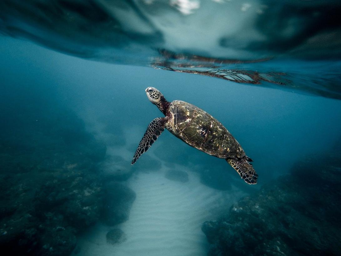 salva_tortugas_palangre_orpagu.jpg