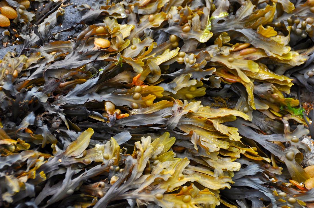 seaweed-gfad0597b3_1920.jpg